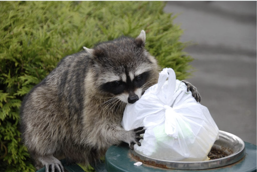 SafeHaven Pest Control Image