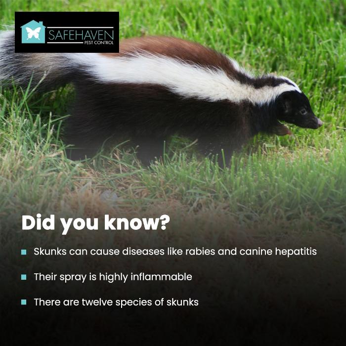 SafeHaven Pest Control Image