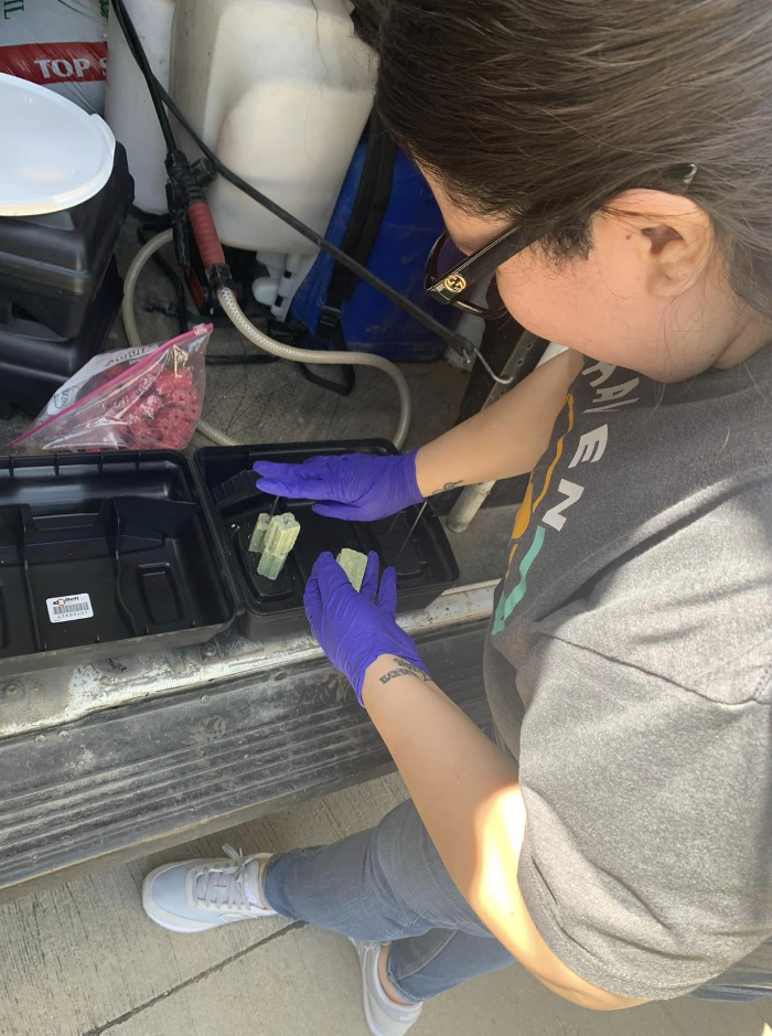 SafeHaven Pest Control Image