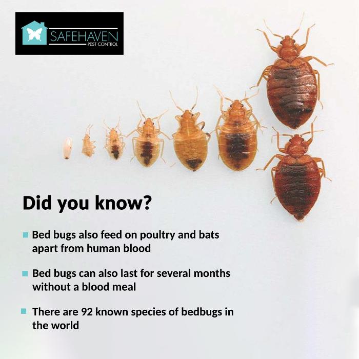 SafeHaven Pest Control Image
