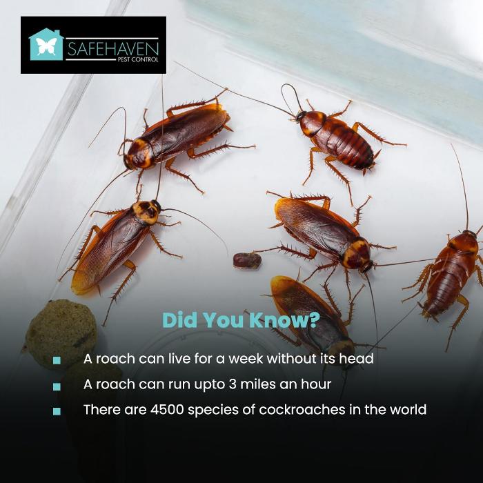 SafeHaven Pest Control Image