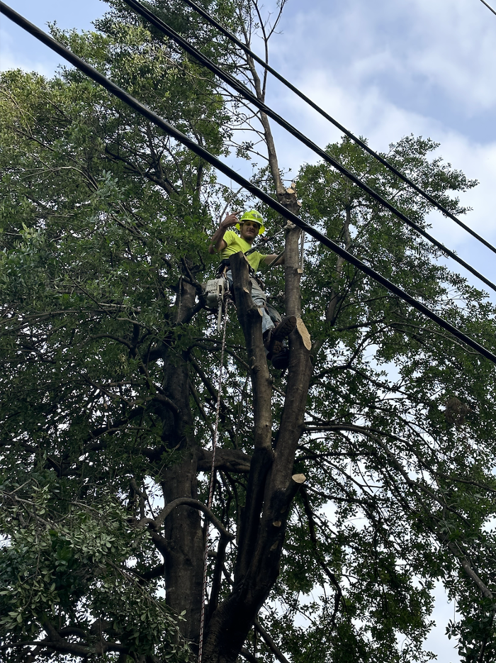 The Tree Company Image