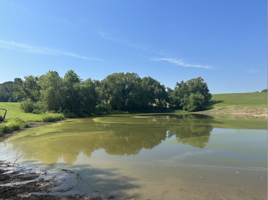 The Tree Company Image