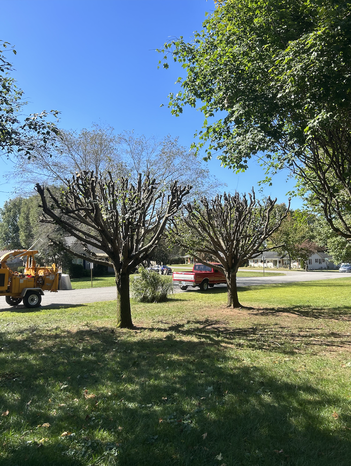 The Tree Company Image