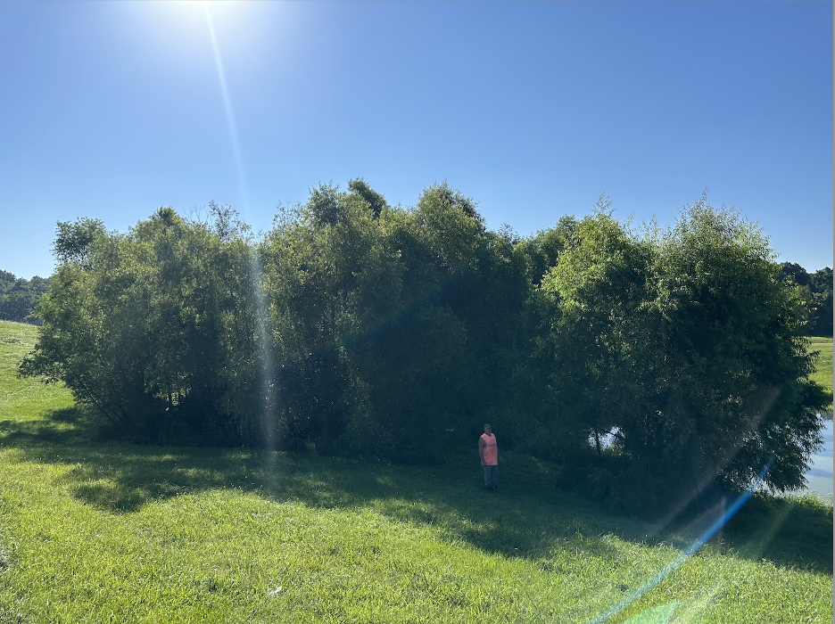 The Tree Company Image