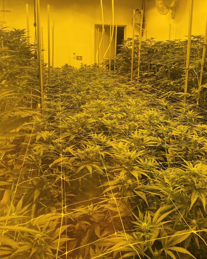 Mint Cannabis - Mt. Pleasant - Mount Pleasant, MI