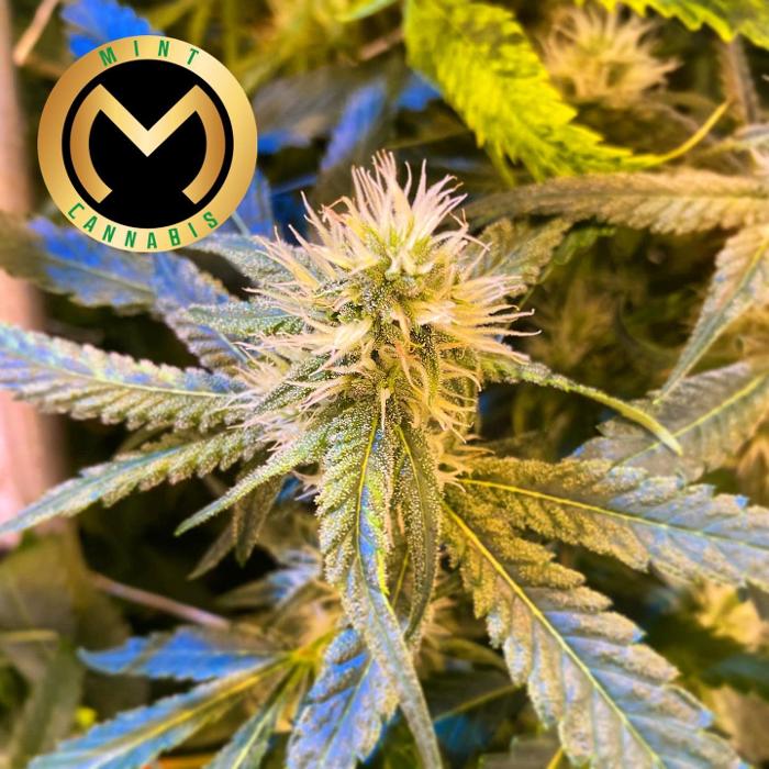 Mint Cannabis - Mt. Pleasant - Mount Pleasant, MI