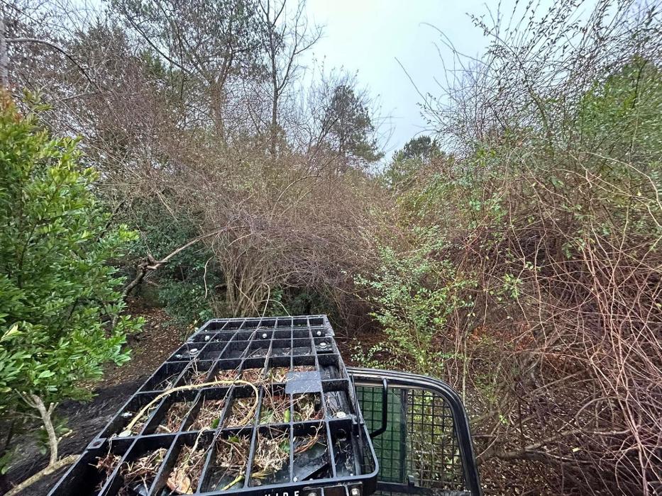 Bigfoot Forestry - Wilmington Image