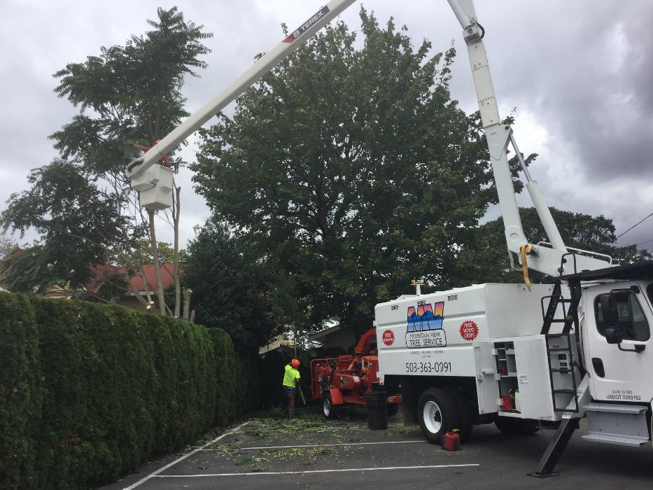 Mountain View Tree Service Image
