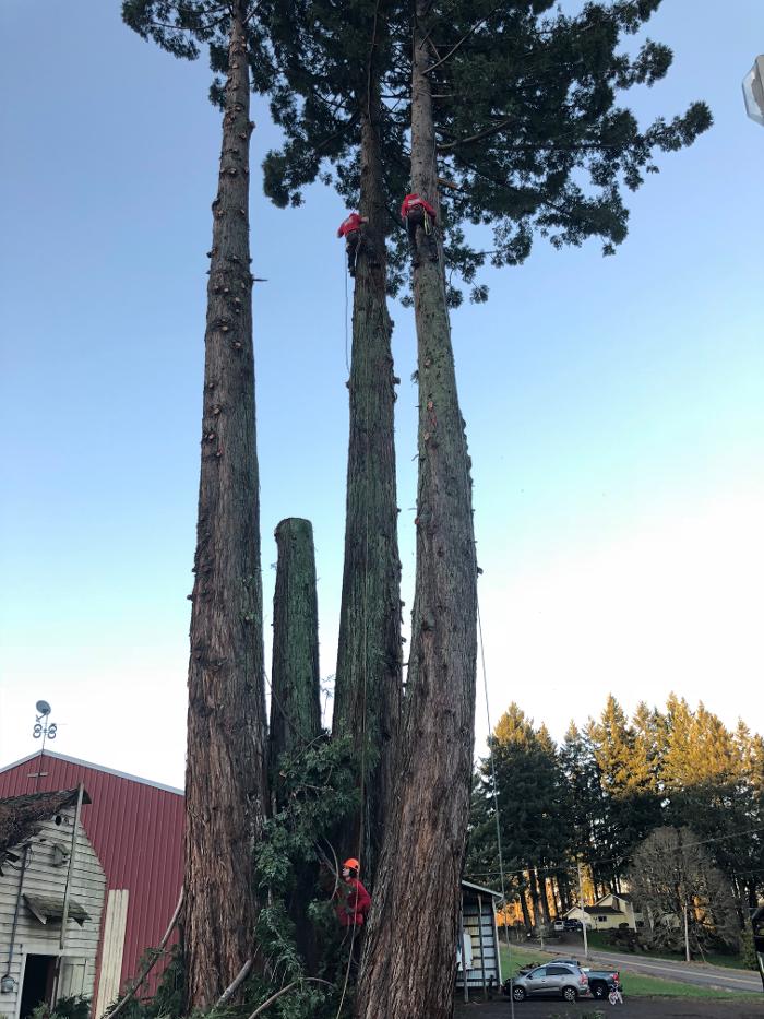 Mountain View Tree Service Image