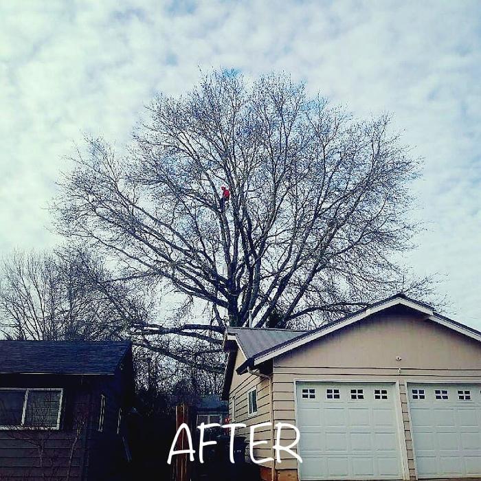 Mountain View Tree Service Image