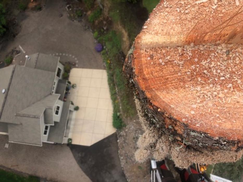 Mountain View Tree Service Image