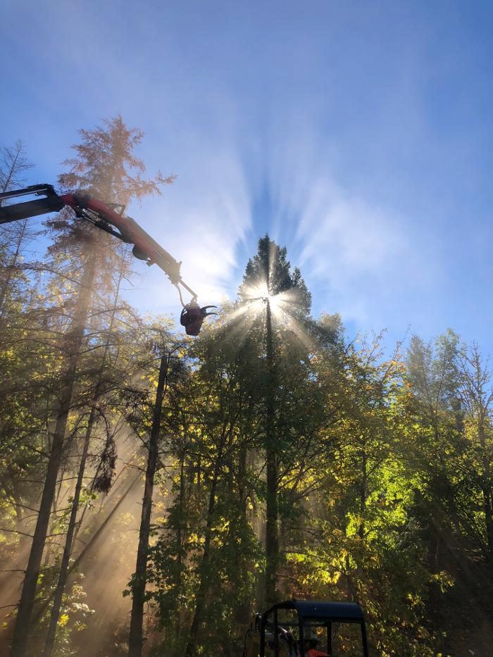 Mountain View Tree Service Image