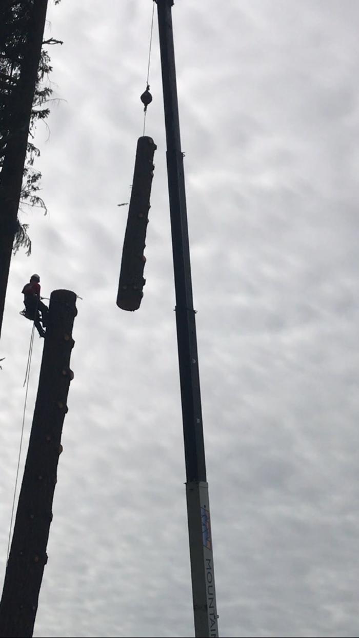 Mountain View Tree Service Image