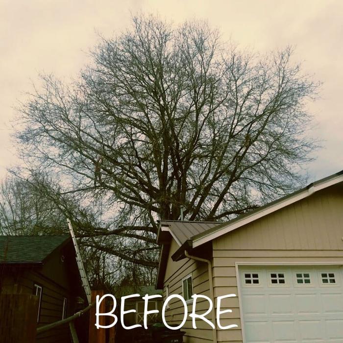 Mountain View Tree Service Image