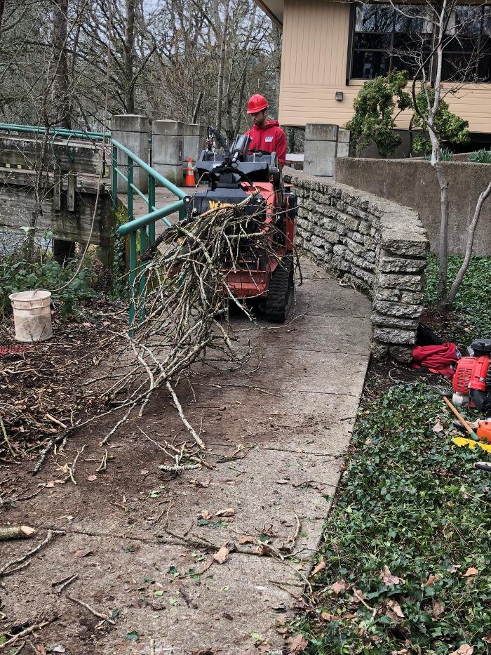 Mountain View Tree Service Image