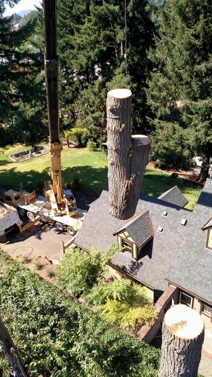 Mountain View Tree Service Image