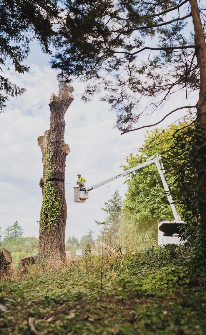 Mountain View Tree Service Image