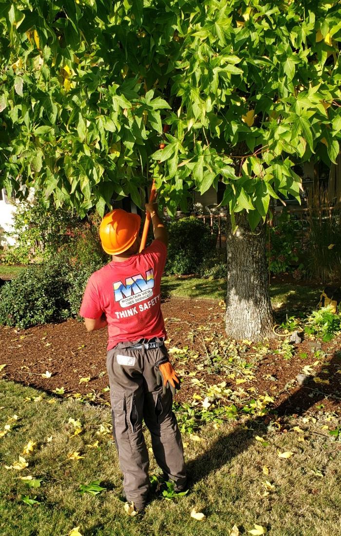 Mountain View Tree Service Image