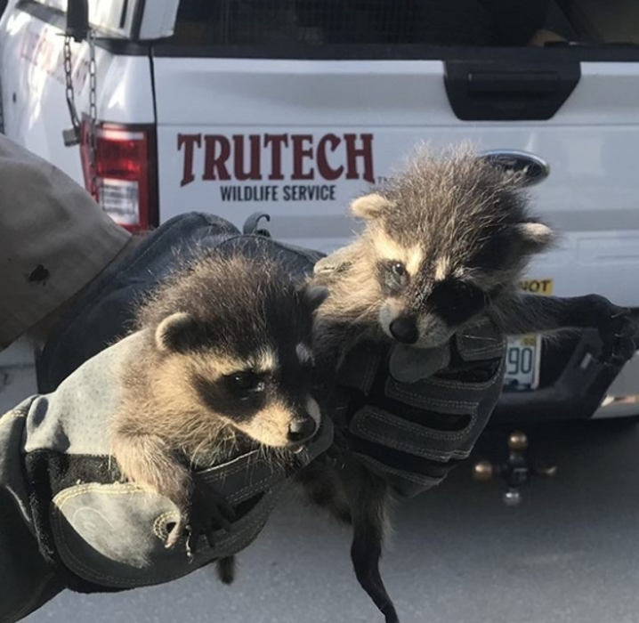 Trutech Wildlife Service - Fall River, MA