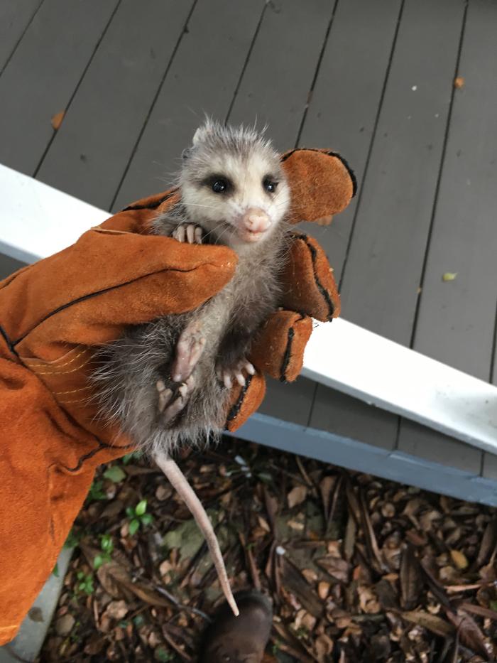 Critter Control - Panama City, FL