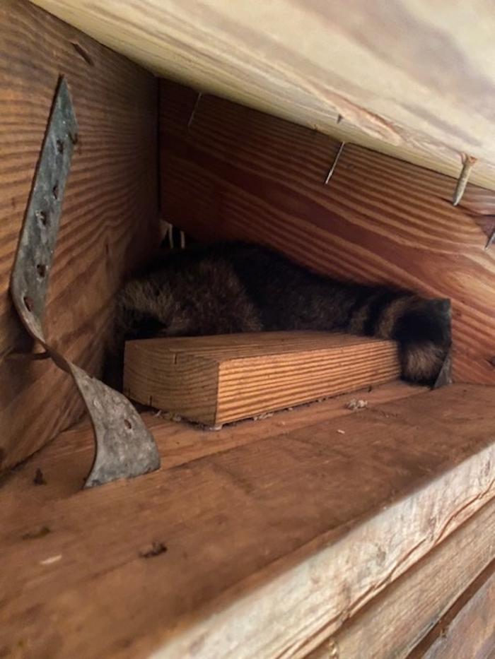 Critter Control - Panama City, FL