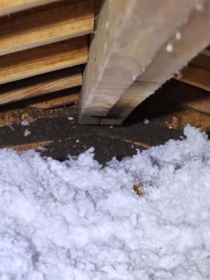 Critter Control - Panama City, FL