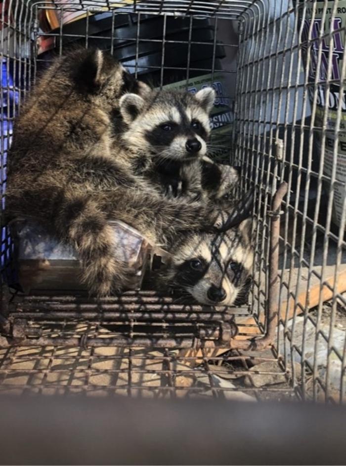 Trutech Wildlife Service - Quincy, MA