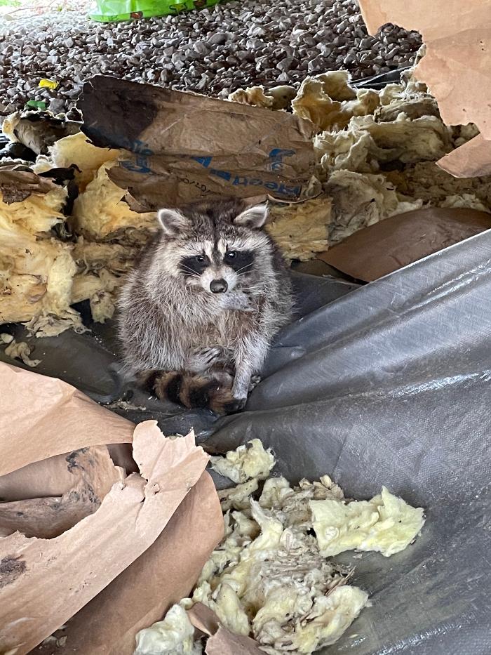 Trutech Wildlife Service - Quincy, MA
