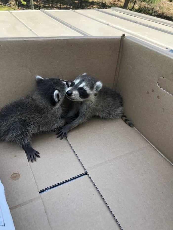 Trutech Wildlife Service - Quincy, MA