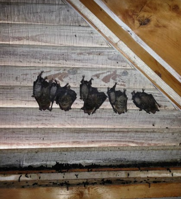 Trutech Wildlife Service - Quincy, MA