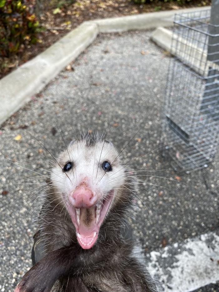 Trutech Wildlife Service - Quincy, MA