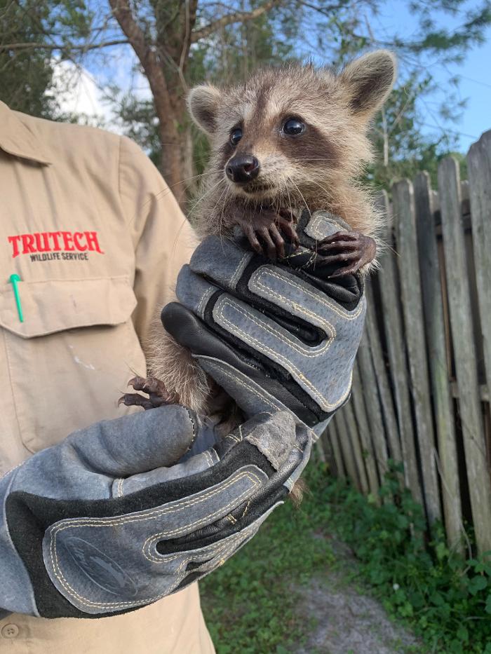 Trutech Wildlife Service - Quincy, MA