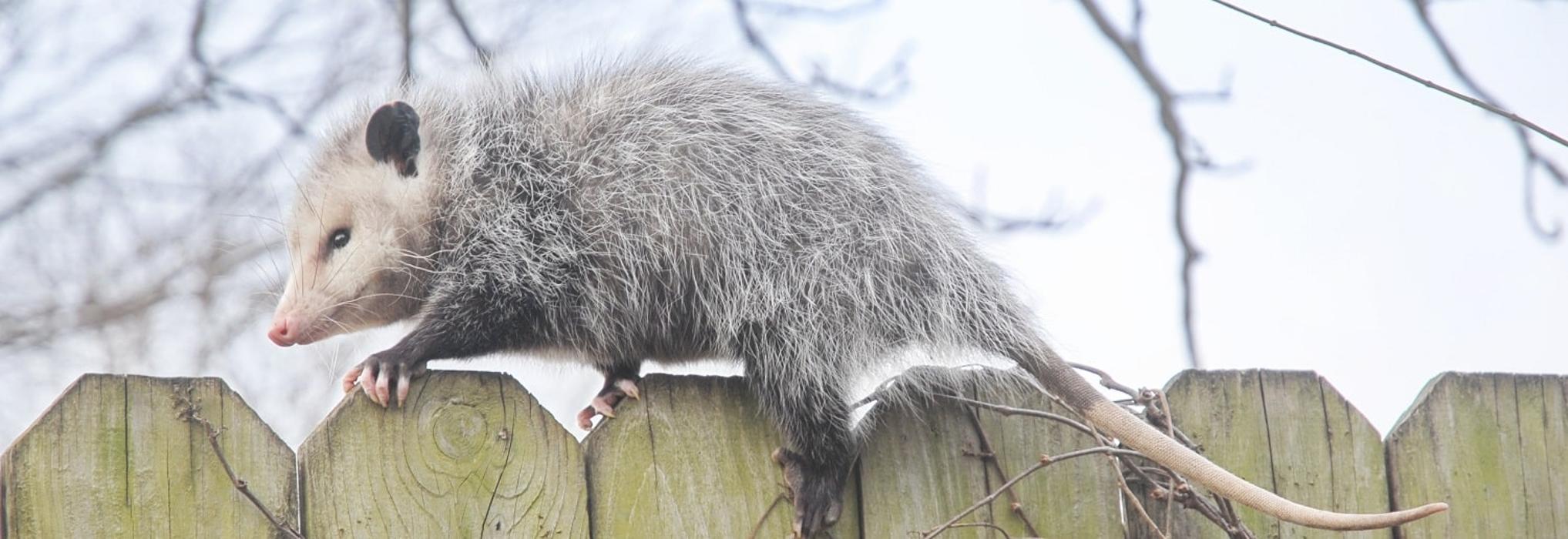 Critter Control - King of Prussia, PA