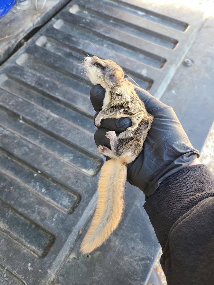 Critter Control - King of Prussia, PA