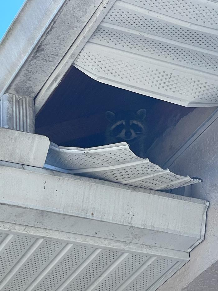 Critter Control - King of Prussia, PA