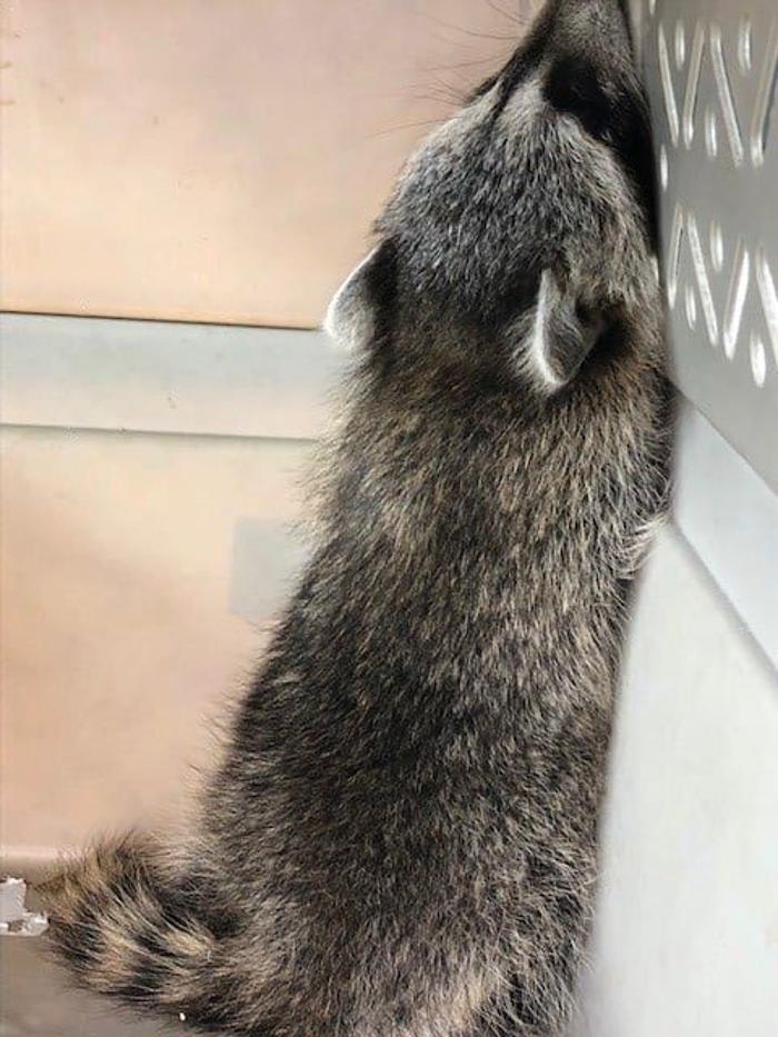 Critter Control - Wrightstown - Wrightstown, NJ