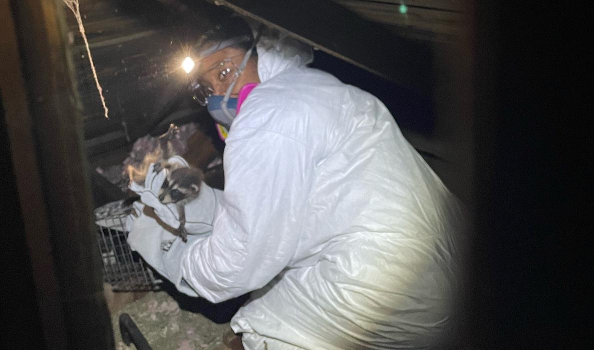 Critter Control - Wrightstown - Wrightstown, NJ