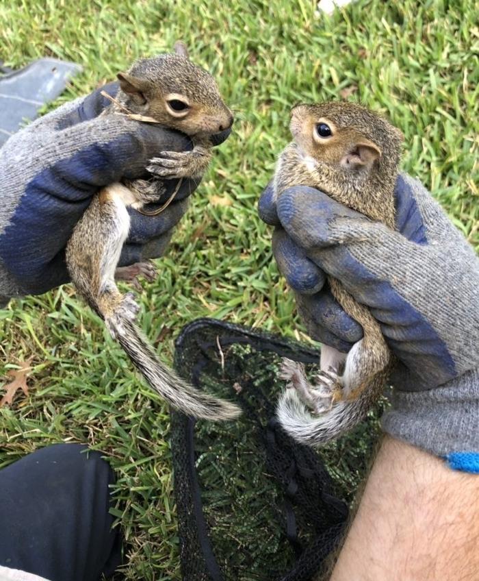 Critter Control - Wrightstown - Wrightstown, NJ