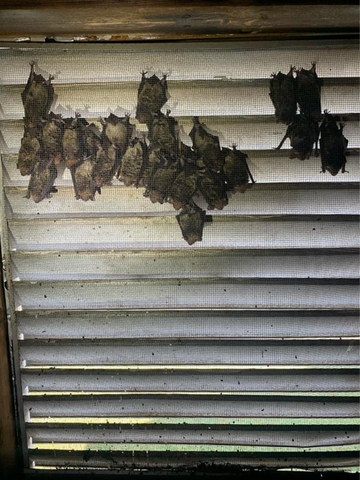 Critter Control - Niceville, FL