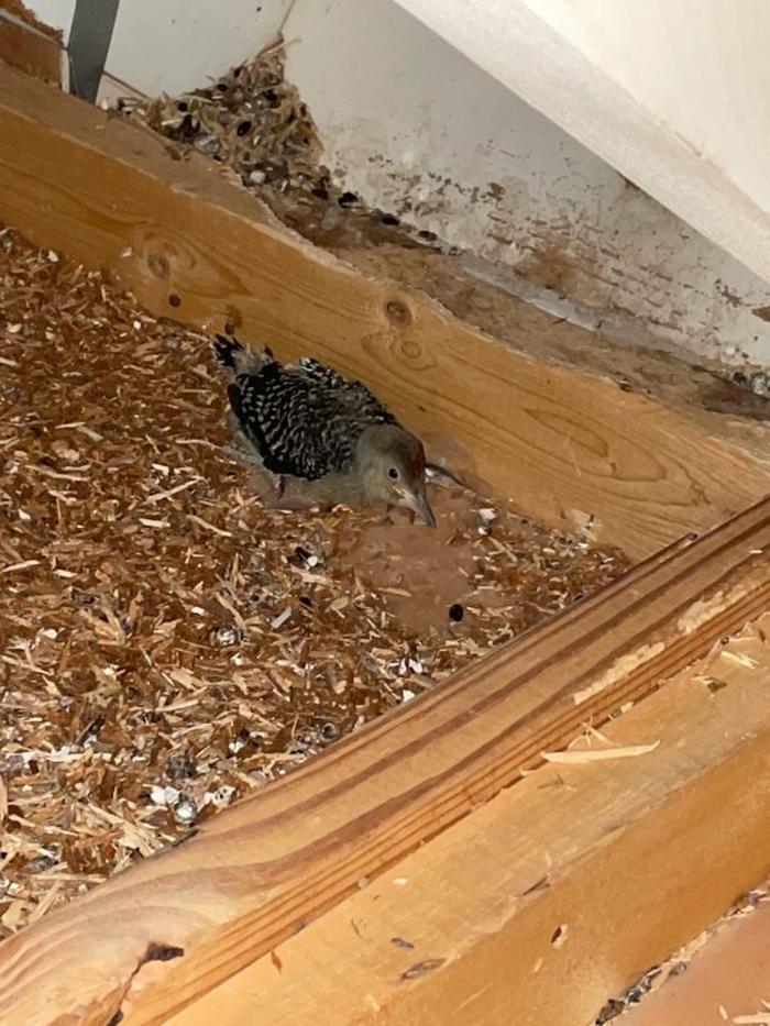 Critter Control - Niceville, FL