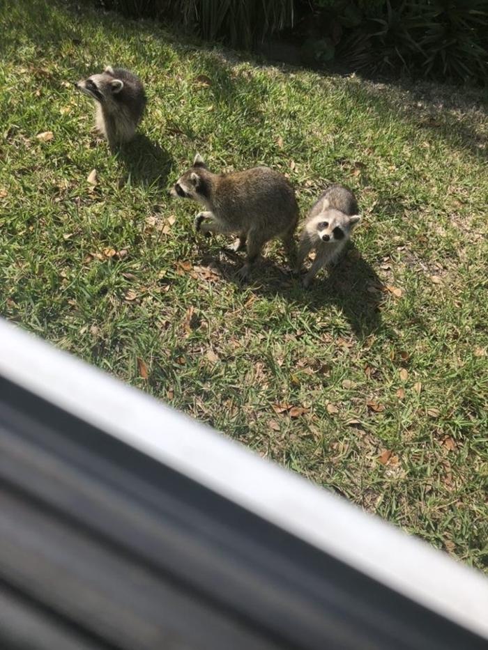 Critter Control - Niceville, FL