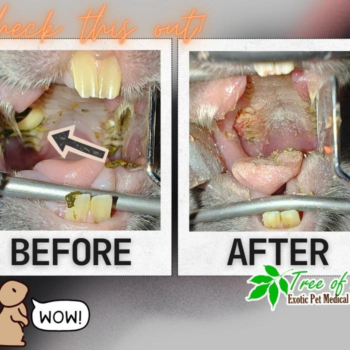 Tree of Life Exotic Pet Medical Center Image