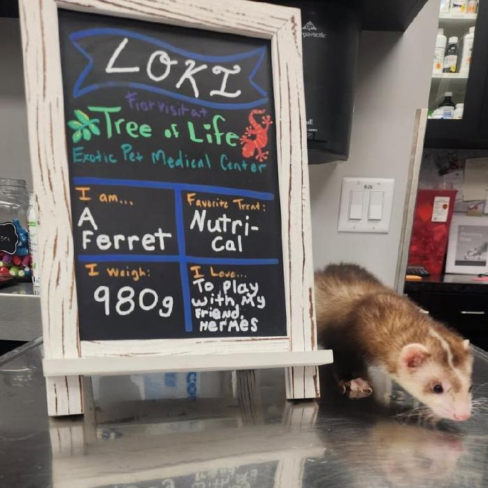 Tree of Life Exotic Pet Medical Center Image