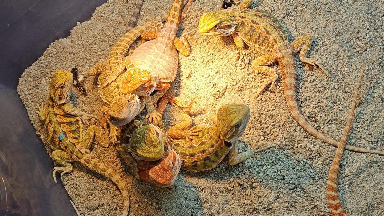 Tree of Life Exotic Pet Medical Center Image