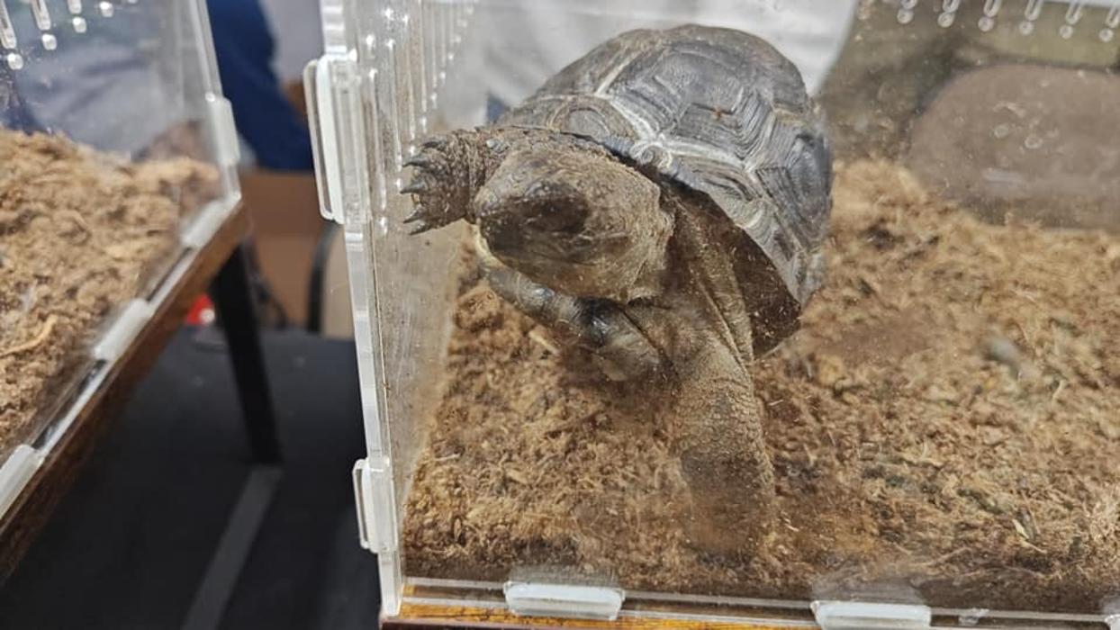 Tree of Life Exotic Pet Medical Center Image