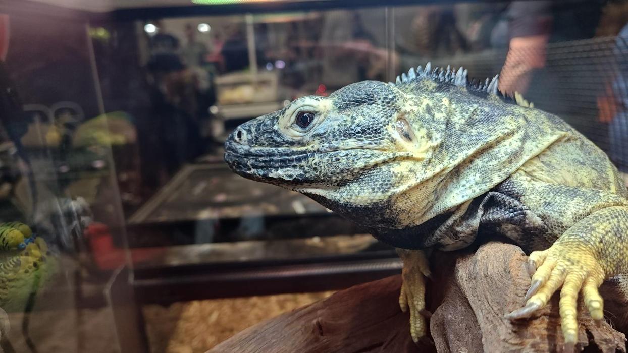 Tree of Life Exotic Pet Medical Center Image