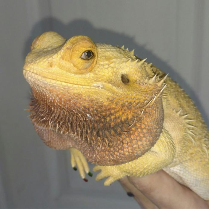 Tree of Life Exotic Pet Medical Center Image