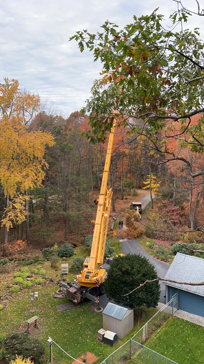 Precision Tree and Landscape, LLC Image