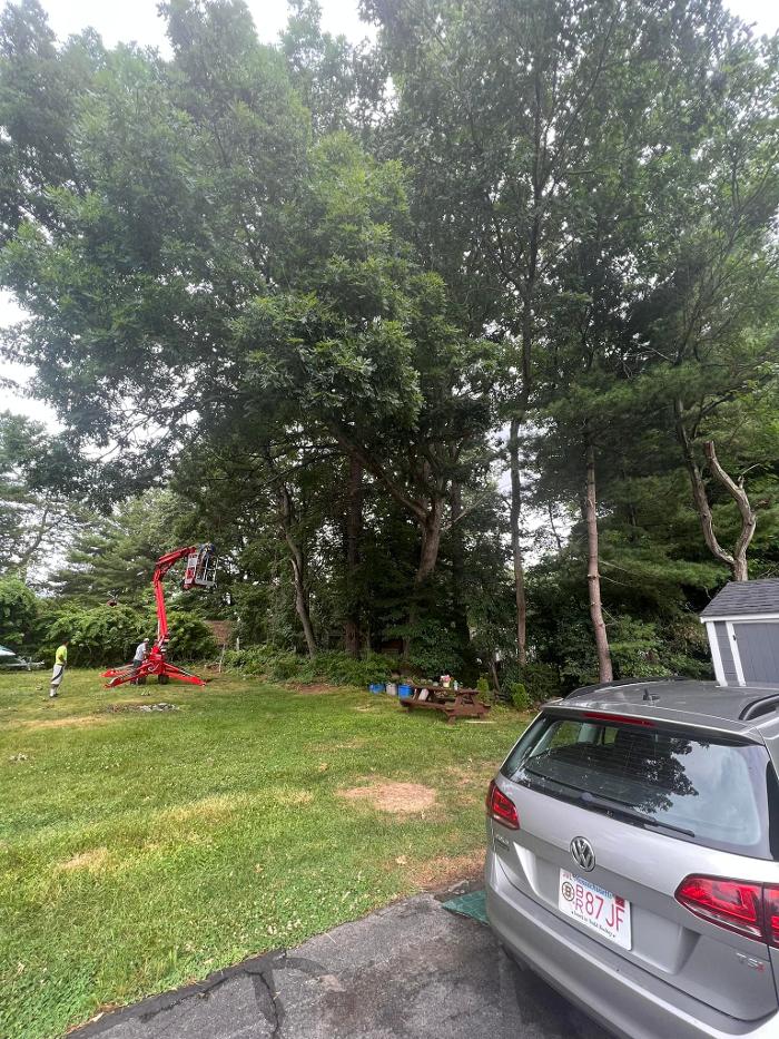 Precision Tree and Landscape, LLC - Hudson, MA